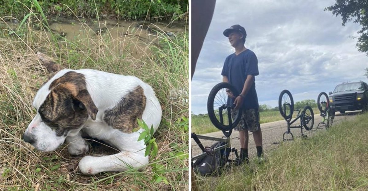 Perro atropellado