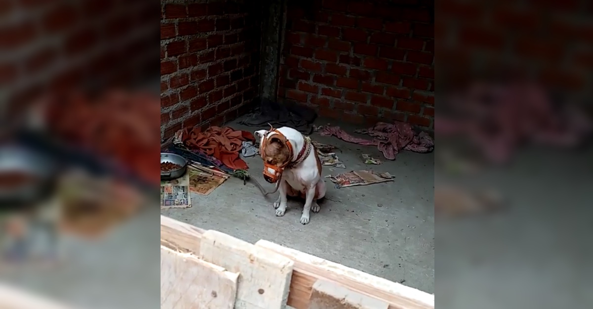 perro abandonado
