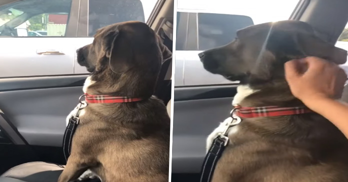 Perro reacciona al ir al dentista
