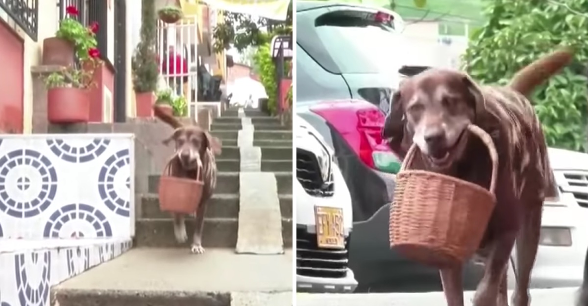 Perro repartidor
