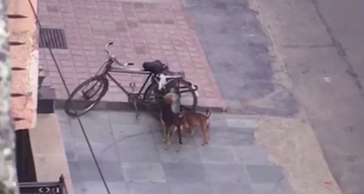 perros callejeros hambrientos