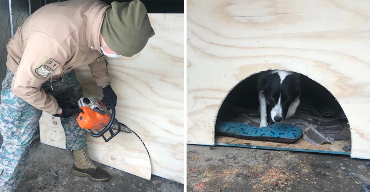 Casas para perros en Chile por el ejercito de chile