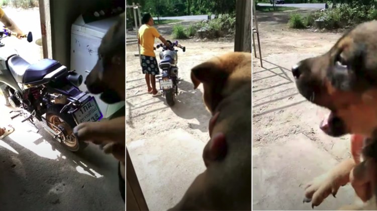 Tierno cachorro