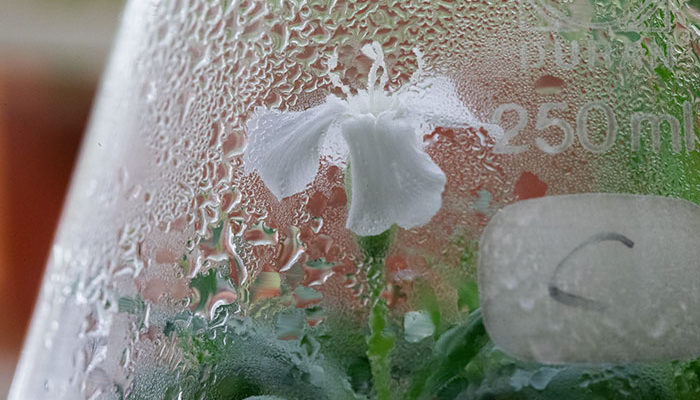 semilla de Silene stenophylla