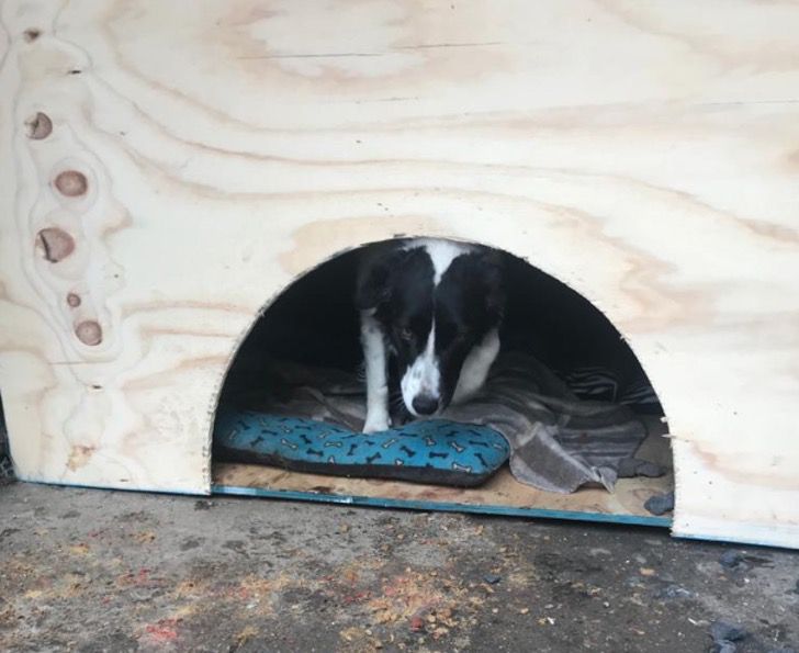 Ejercito de Chile construye casas para perros en Chile