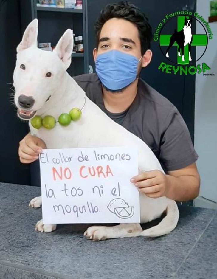 cuidar la salud de nuestras mascotas