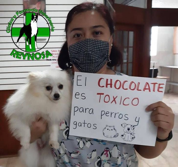 cuidar la salud de nuestras mascotas