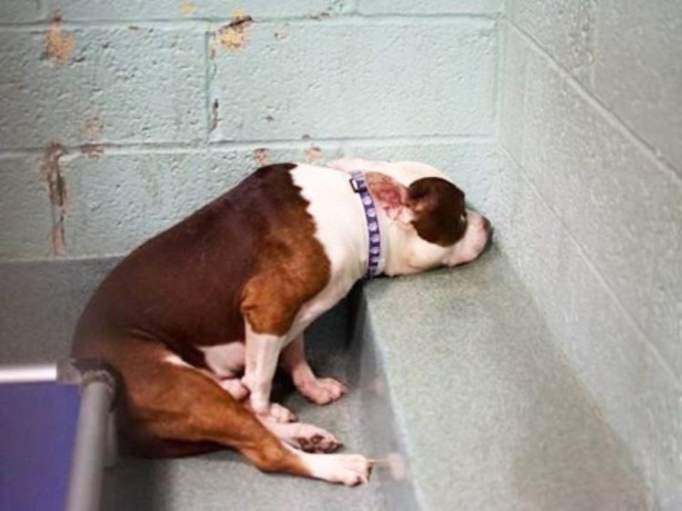 Perro abandonado triste