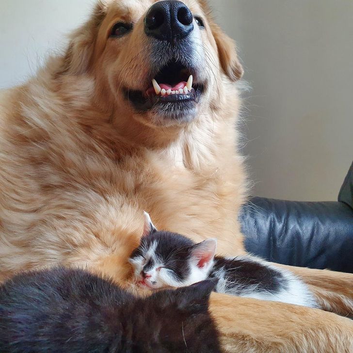 amistades animales
