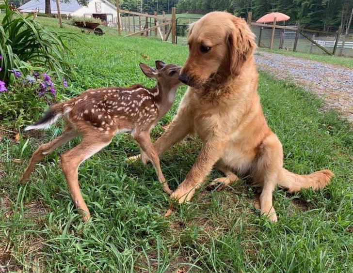 amistades animales