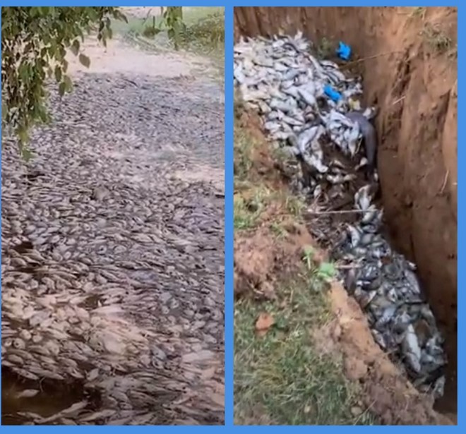 peces muertos misteriosamente