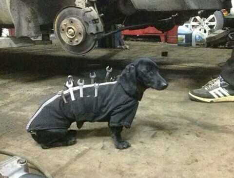 Héroes caninos