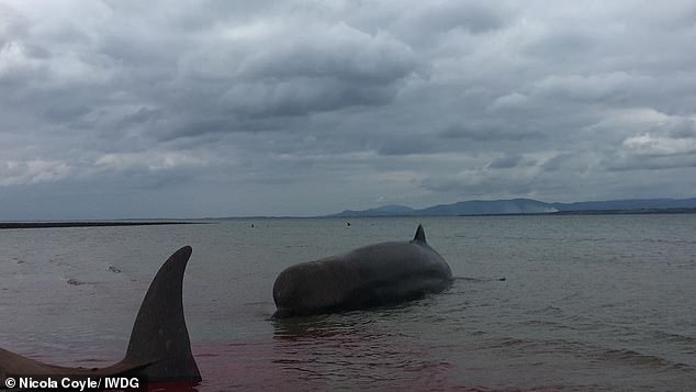 ballenas muertas