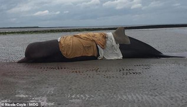 ballenas muertas