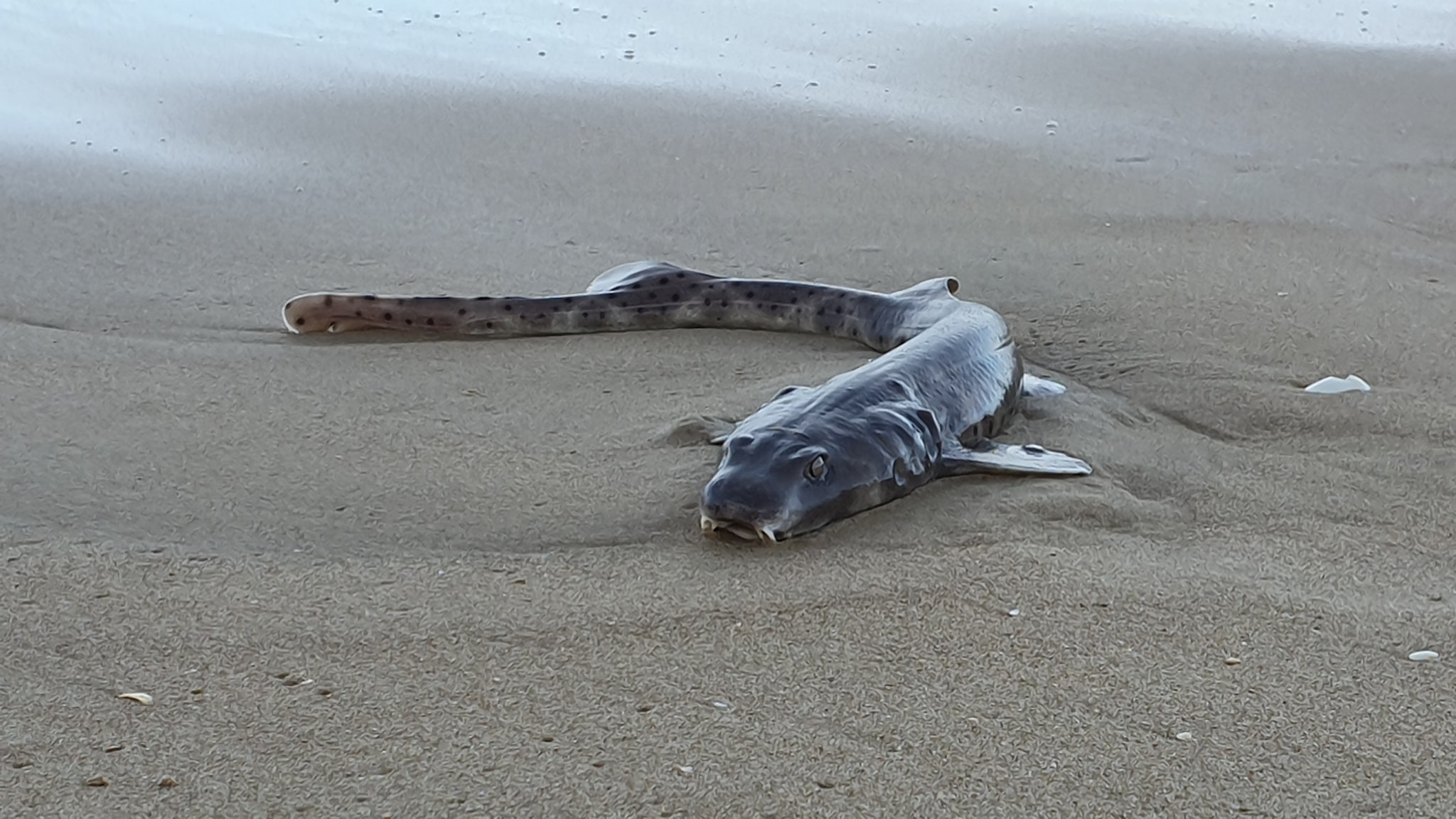 extraña criatura marina