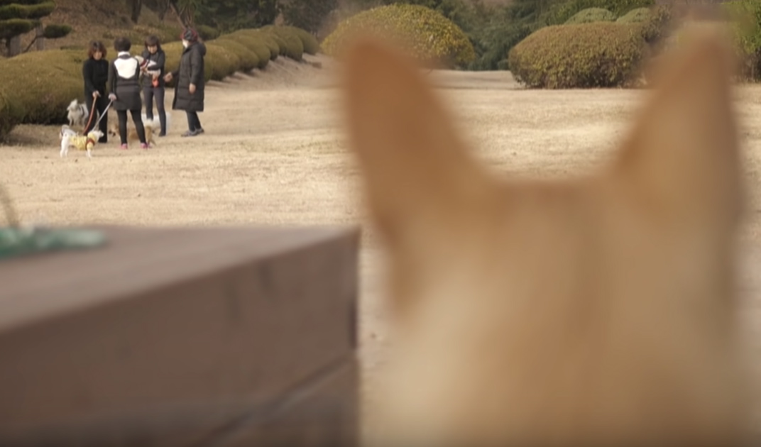 perro con parálisis