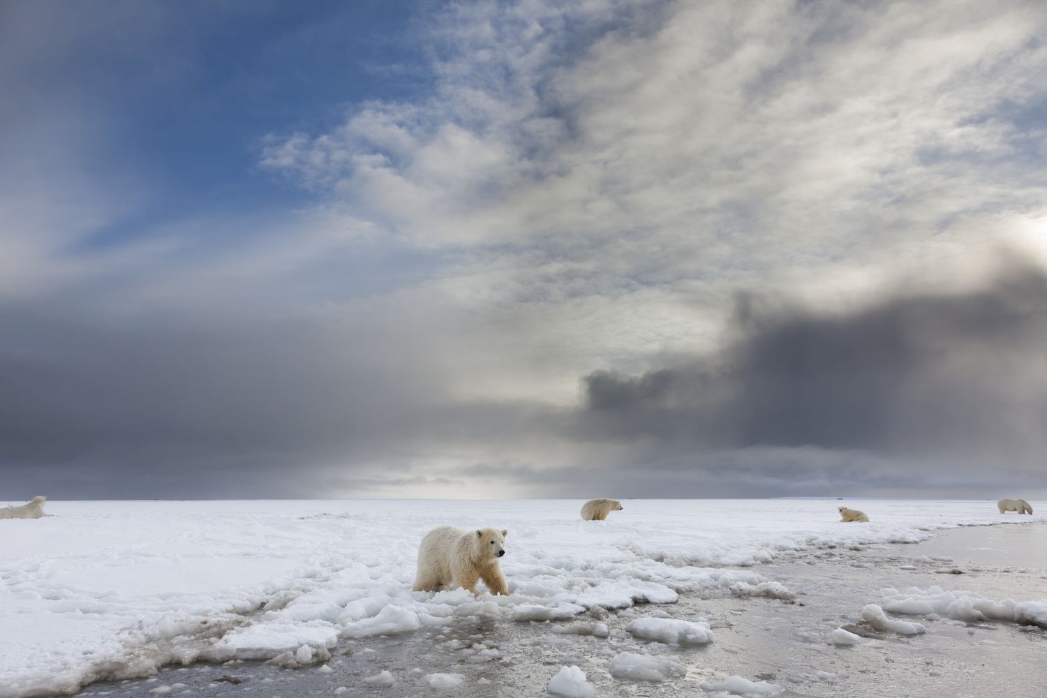 Oso polar amenazado