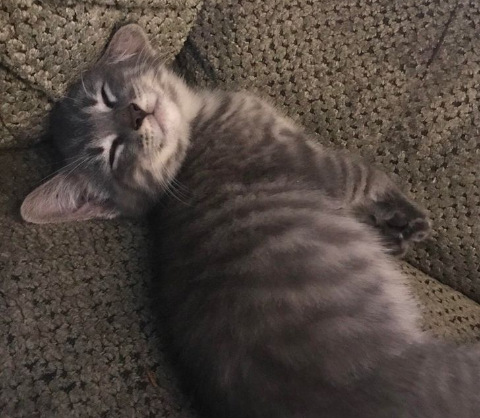 imágenes de gatitos