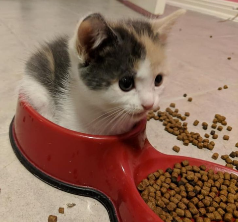 imágenes de gatitos