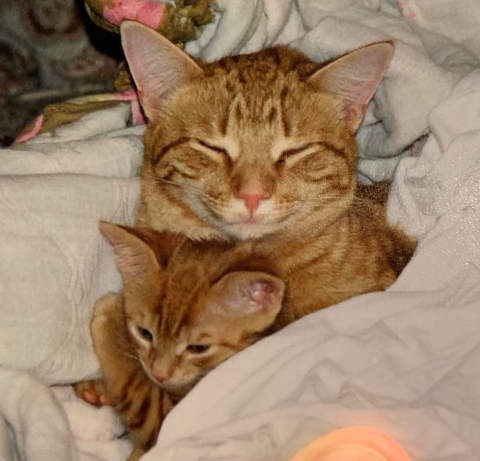 imágenes de gatitos