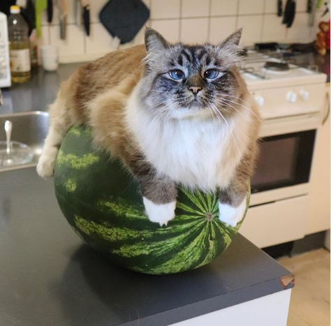 imágenes de gatitos
