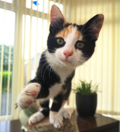 imágenes de gatitos