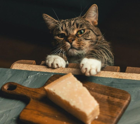 imágenes de gatitos