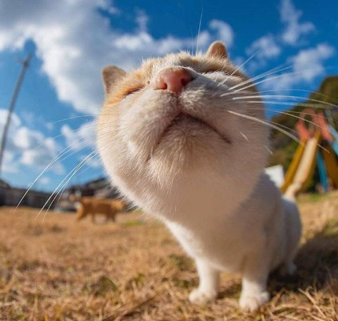 imágenes de gatitos