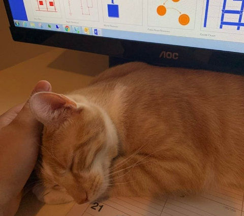 imágenes de gatitos