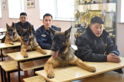 Héroes caninos