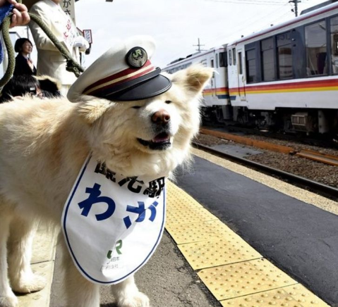 Héroes caninos