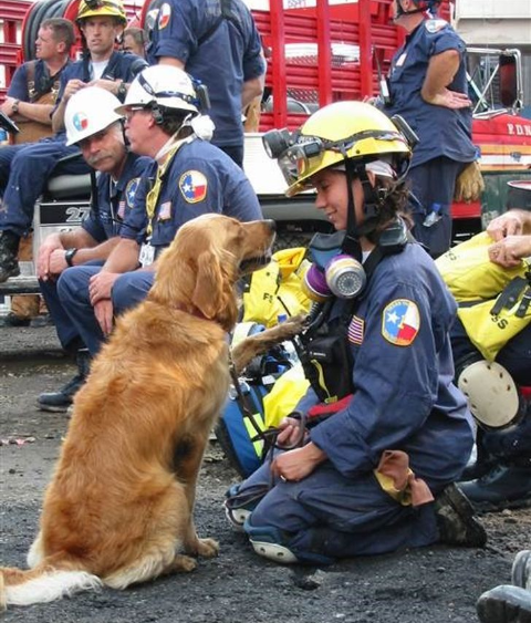 Héroes caninos