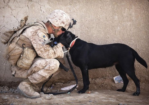 Héroes caninos