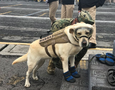 Héroes caninos