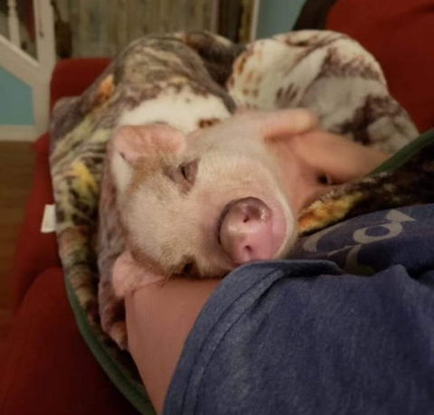 raza de cerdo