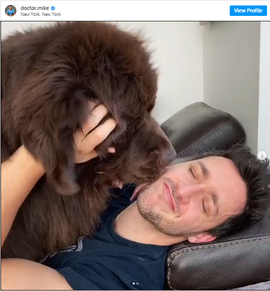 perritos adorables