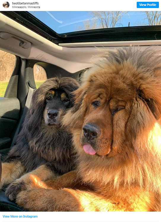 perritos adorables