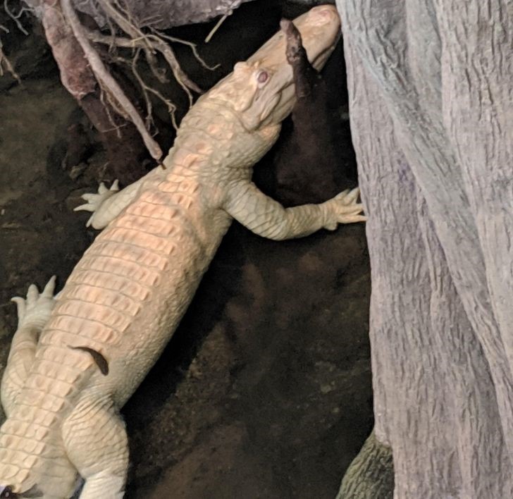 animales albinos increíbles