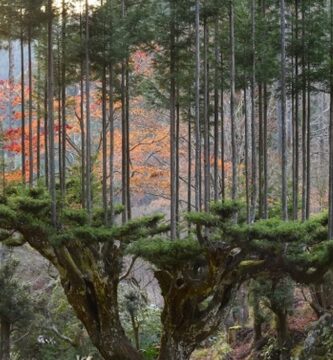 Daisugi: Antiguo método japonés para podar madera sin necesidad de talar árboles