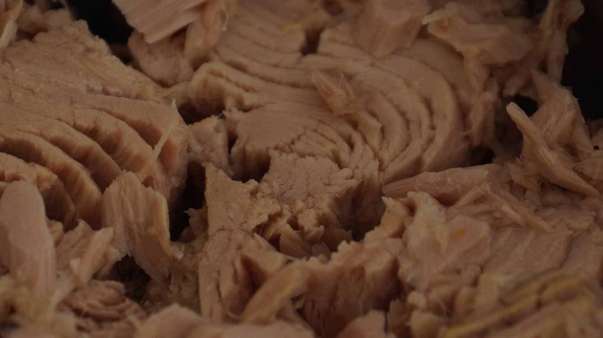 atun_mexico_carne_delfin_investigacion2