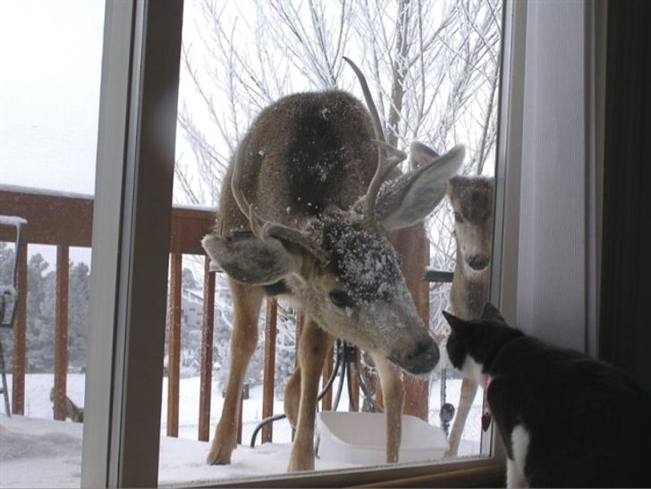amistades animales