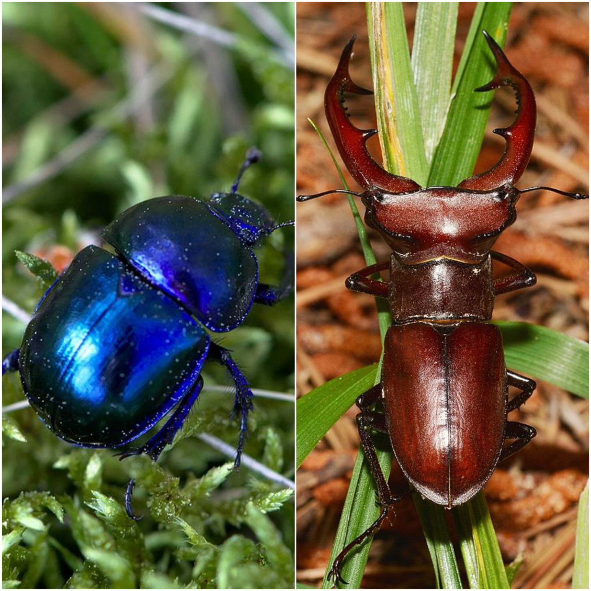 32 escarabajos de colores alucinantes e imposibles de replicar, que te