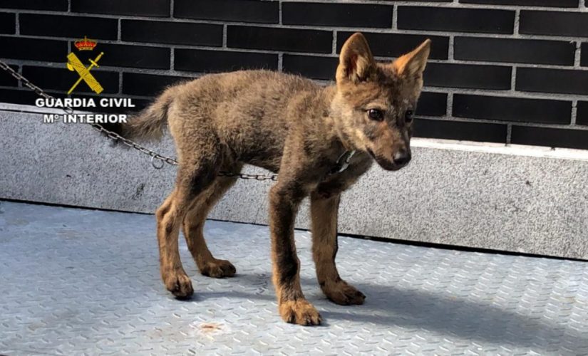 falleció el lobezno de Abelgas de Luna
