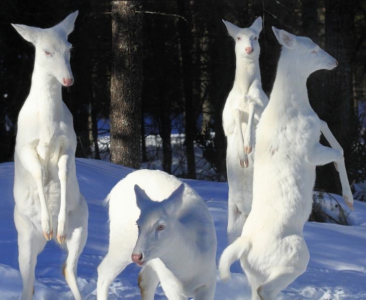 animales albinos increíbles