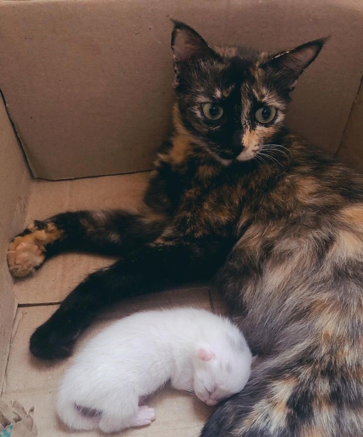 animales albinos increíbles