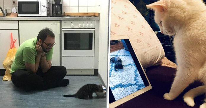 Imágenes de gatitos