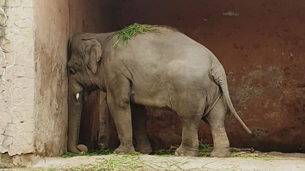 elefante deprimido Kaavan