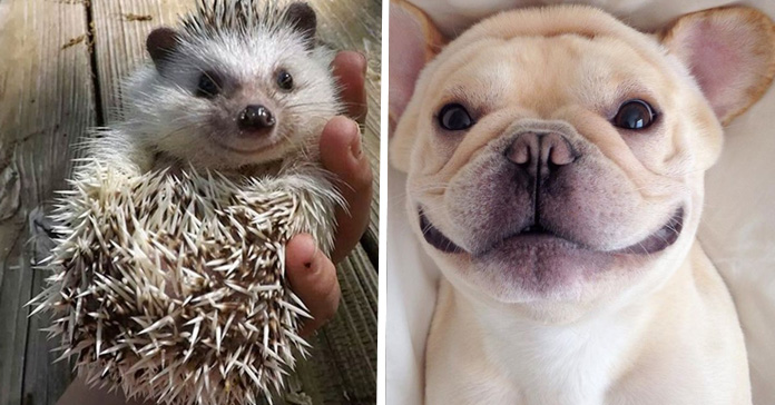 Increíbles Selfies de Mascotas