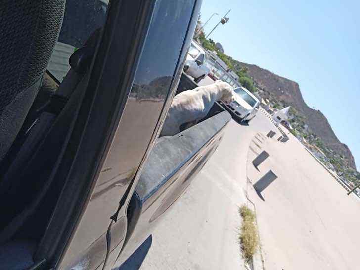 Último paseo de un perro