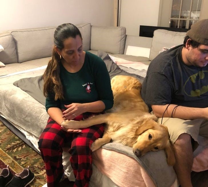 mascotas conquistaron el corazón